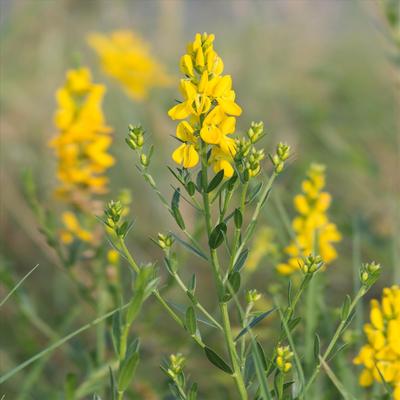 35 graines de Genêt des teinturiers (Genista tinctoria) reproductible non traitées