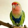 Bird Harness And Leash Snap Button Parrot Harness Escape-Proof Bird Leash Flying Rope for Safe Outdoor Training Budgies Macaws Cockatoos