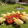 Chick Feeder 12-Hole Trough Feeder Flip-Top No Spill Poultry Feeder No-Waste Trough with Multiple Feeding Holes for Chicks Ducks Small Poultry