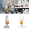 Hand Bone Structure Hand Skeleton Model With Movable Fingers For Classroom Demonstration