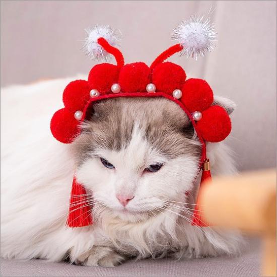 

Pet hats, cat headwear, cat hoods, dog hats, cat and rabbit hoods, pet accessories and supplies 1