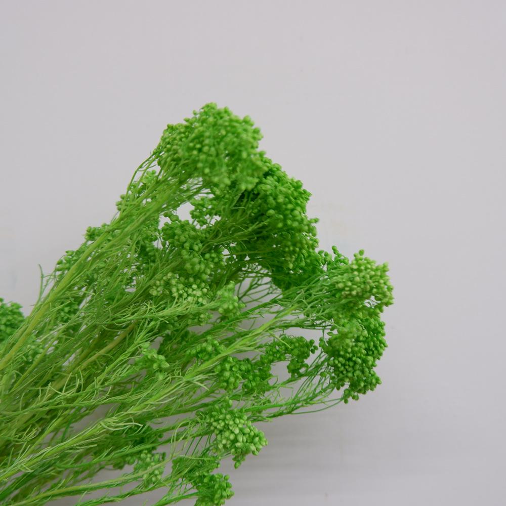 

Вечный цветок Отбеливающий цветок проса, консервированные цветы, рисовый цветок Вечный цветок Сухоцвет Рисовая трава Украшение для дома Букет Аксессуары зелёный