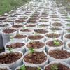 100Pc Biodegradable Nursery Bag Non-Woven Plant Nursery Bag For Vegetable Transplant Flower Seed Breeding Home Garden Supply