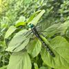 Dragonfly Garden Stakes 3D Big Dragonfly Stakes Planter Insert Dragonfly Decoration with Stick for Indoor Outdoor Window