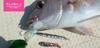 Fish Arrow Soft Lure Flash J Shirasu SW 3 Inch 5 Piece per pack #104 (3609)