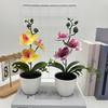Simulated Sand Phalaenopsis Bonsai Green Plants For Home Wedding Decoration