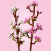 LEGO Botanical Cherry Blossom Toy - Birthday Present for Girls and Boys, Ages 8, 9, 10, Elementary School Students - Building Blocks - Flower Bouquet