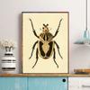 Butterfly Wall Art Ladybug Tiger Moth Beetle Poster Classic Vintage Posters Vintage Room Home Bar Cafe Decor Nordic Home Decor