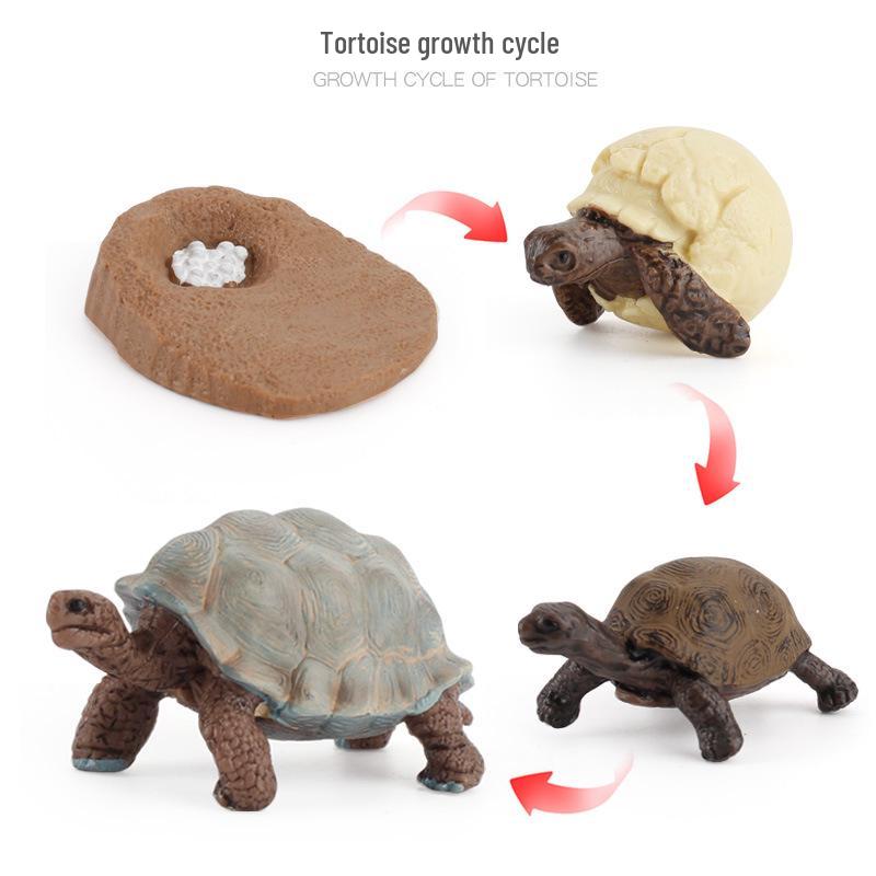 Animal Growth Cycle Models: Chicken, Duck, Goose, Butterfly, Turtle, Frog Montessori Teaching Figurines