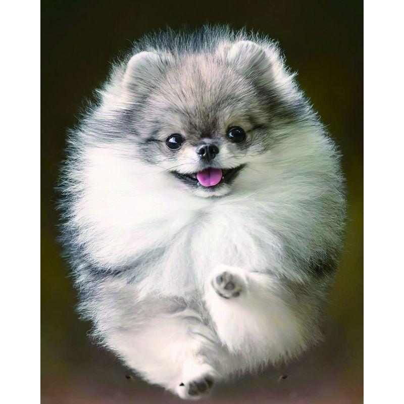 5D Diamond Painting Dog Cross Stitch სრული მრგვალი ბრილიანტის ნაქარგები მოზაიკა ცხოველთა ხელნაკეთი Rhinestone სახლის დეკორი