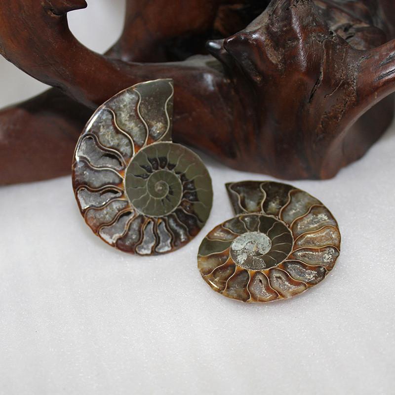 Elegant Pair Natural Ammonite Fossil Conch Specimen For Healing And Home Decor