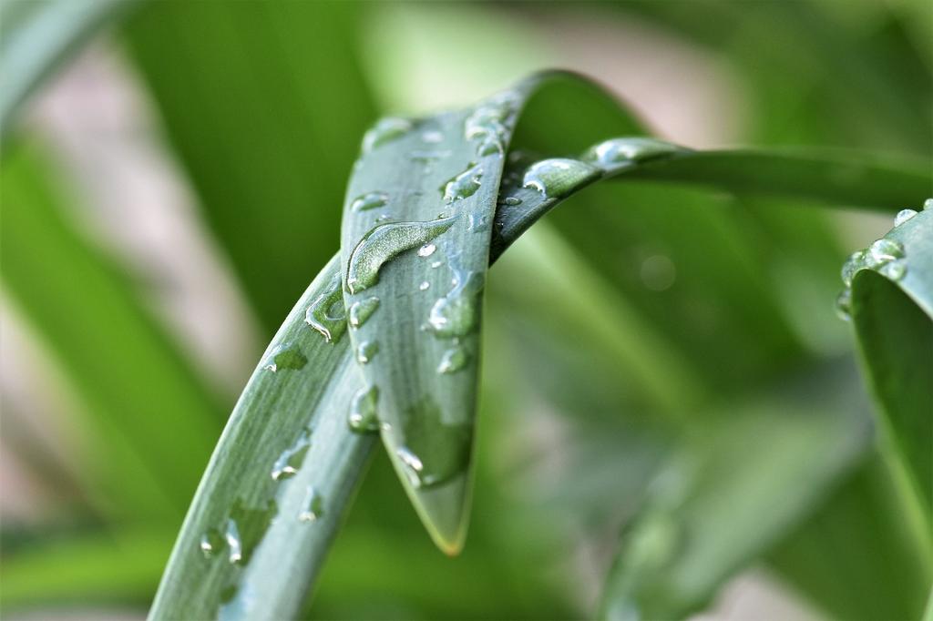SAFLAX Africká lilie - 50 semen - Agapanthus orientalis