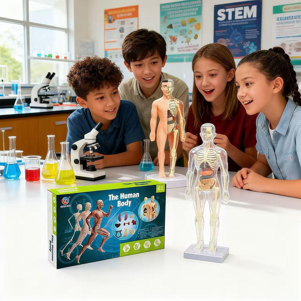 Detachable Human Skeleton Model Educational Toy for Kids