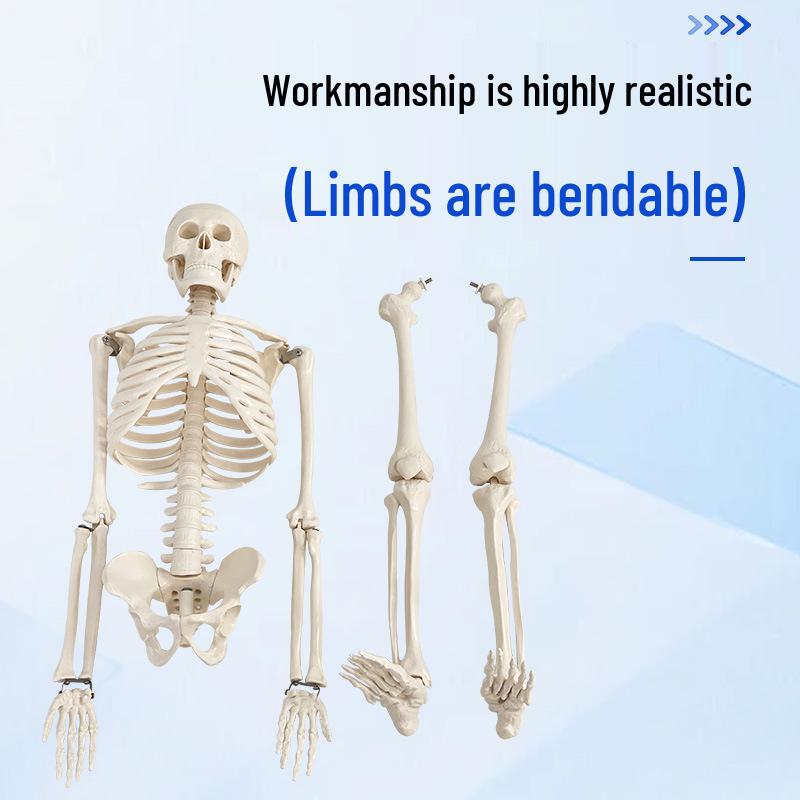85cm Adult Human Skeleton Model for Teaching and Spine Anatomy
