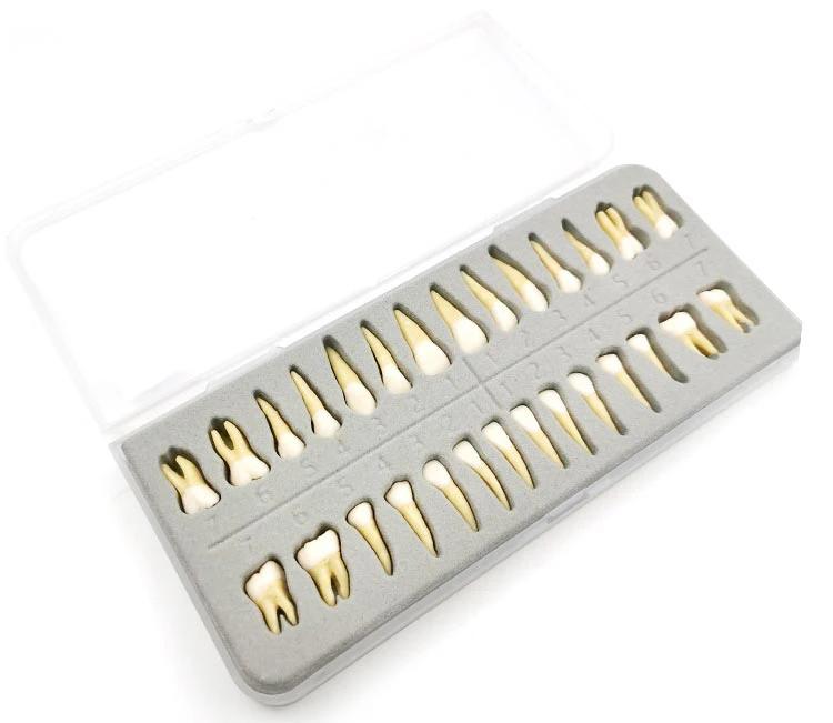28 Pieces Dental Demonstration Permanent Teeth Model 1 To 1 Full Set for Implant Practice Teaching and Study