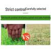 Desert Spring Bermuda Grass Lawn Seeds