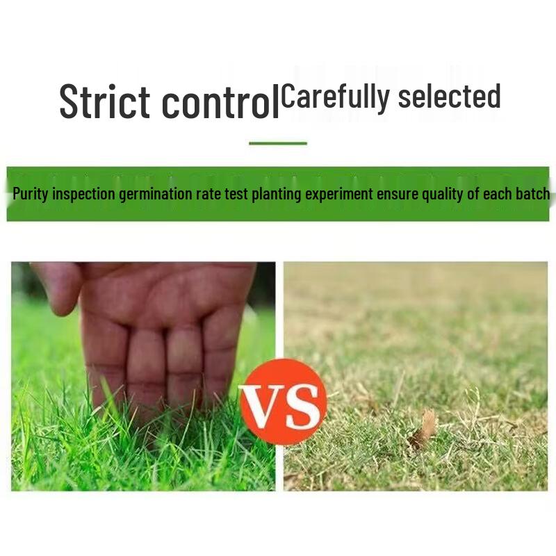 Desert Spring Bermuda Grass Lawn Seeds