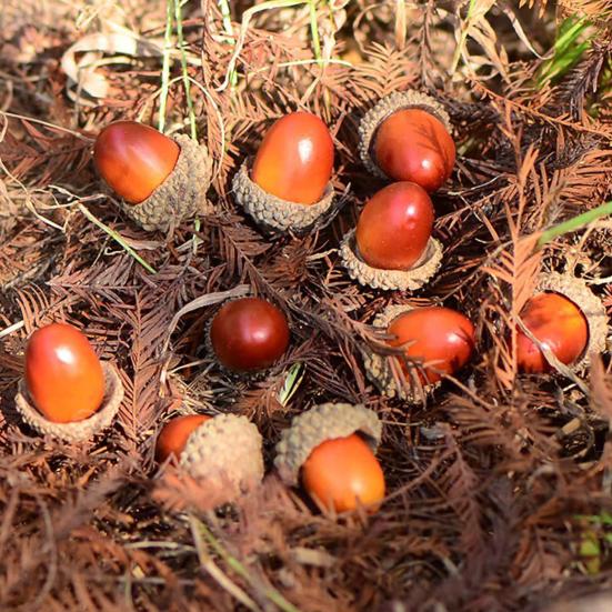 50Pcs/Set 3cm Artificial Acorns Realistic Mini Reusable Anti-fade DIY Foam Halloween Christmas