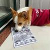 Simulated Squeaky Dog Toys Newspaper Shaped Pet Chew Toys For Small Breeds And Puppies Interactive Pet Dog Sound Toy