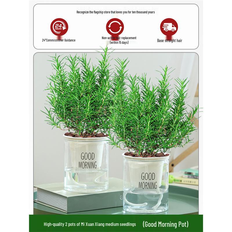Potted Rosemary and Mint Seedlings: Edible, Mosquito-Repellent Herbs for Indoor Use