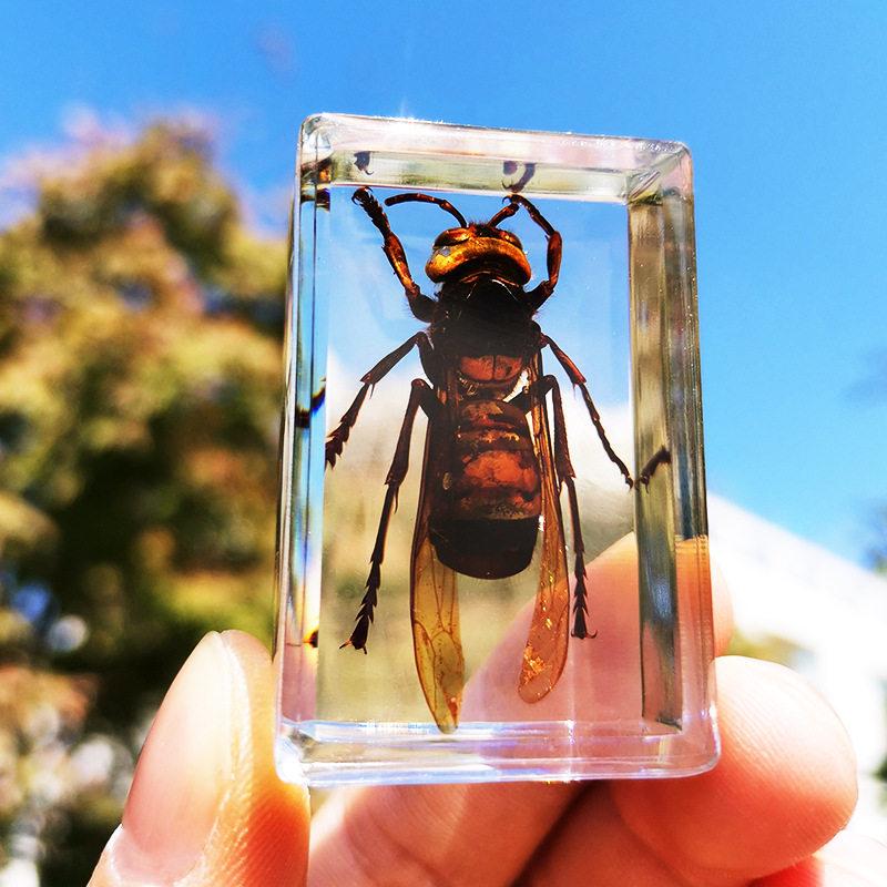 Okazy Owadów: Prawdziwy Pająk, Skorpion, Osa Błotna w Przezroczystej Żywicy do Nauczania i Dekoracji