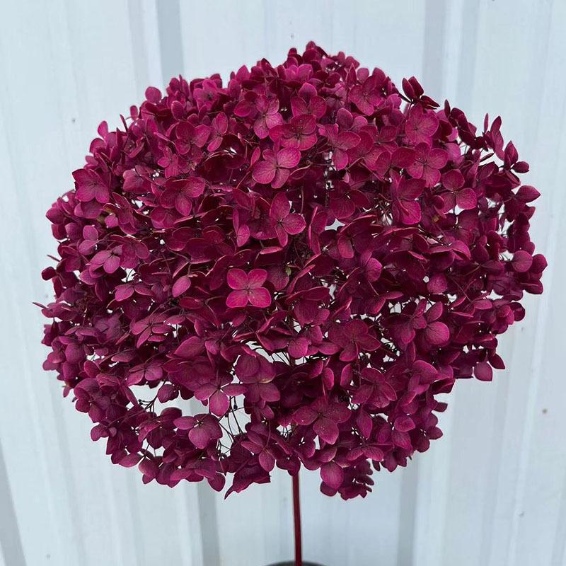 

Букет бессмертных цветов гортензии Анна, цветопоглощающая одиночная ветка гортензии, украшение для дома, цветочные мягкие сухоцветы розы красного