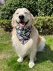 Pet Bib Triangle Scarf for All Dogs: Golden Retriever, Samoyed, Shiba Inu