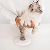 Creative Pet Footprints Impression Clay Kit Diy Paw Prints Tool For Cats And Dogs,pet Footprint Inkpad Pet Memorial Supplies