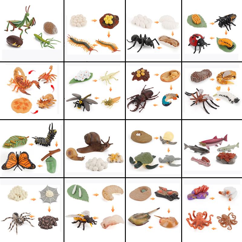 Life Animal Cycle Board Children Toys Montessori Teaching Aids Plant Animal Growth Cycle Model Set Preschool Cognitive Toys
