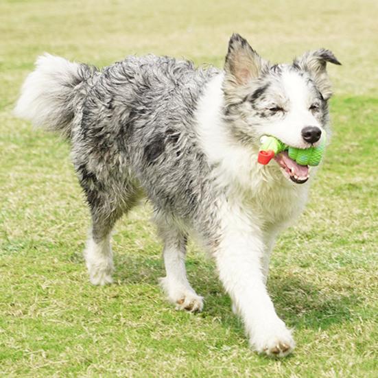 Hračka na broušení psa Bez zasouvacího jazyka Zápach Jemná píšťalka Úleva Lehká vnitřní nuda Odolná proti kousnutí Kreslená hadí želva Tvar žáby