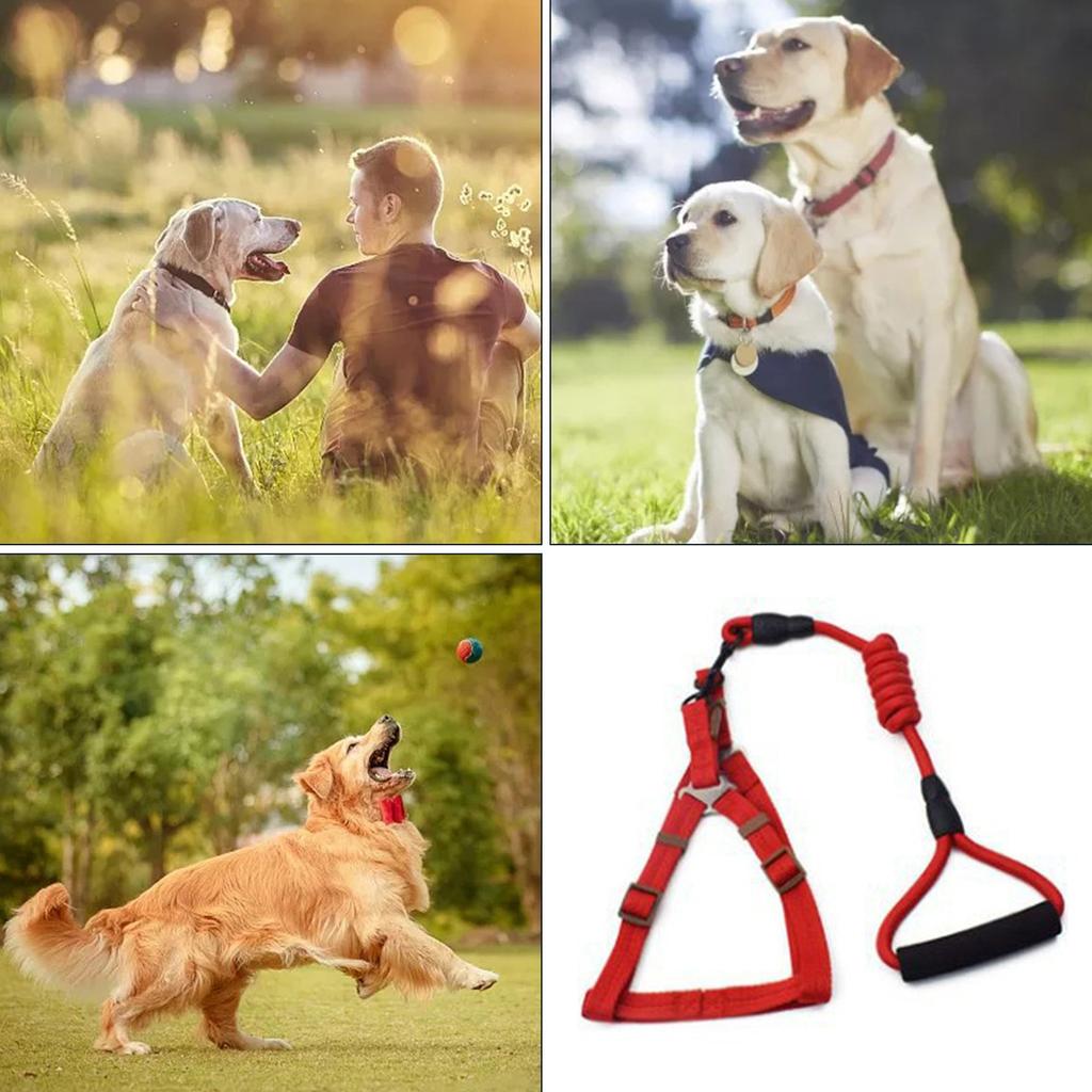 long outside dog leash