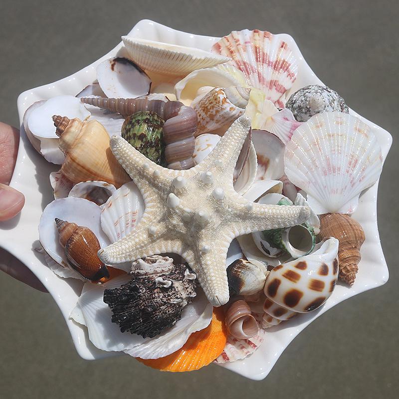 Handmade Natural Seashell Conch & Starfish Frame for DIY Fish Tank or Landscaping
