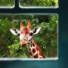 Cute Cartoon Animal Peeking Window Stickers, Creative Glass Window Decor for Festival  Home, Adorable Animal Clings