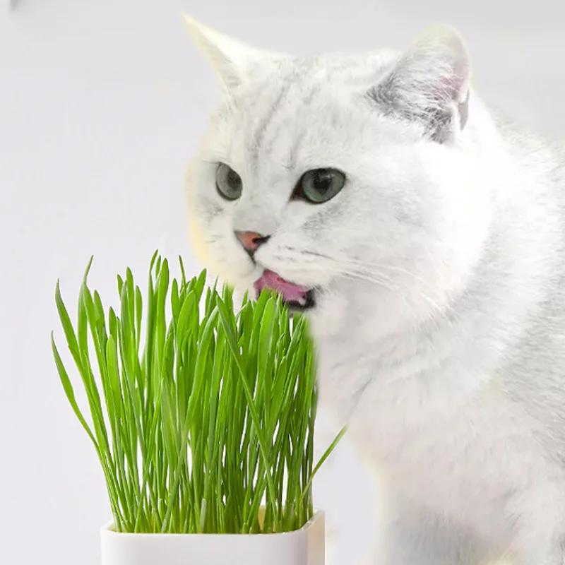 Suplimente nutritive pentru pisoi Iarbă de pisică Aromă de pui Benzi pentru pisici Benzi pentru pisici Amestecul de hrană umedă Hrană pentru hrănire Gustări pentru pisici