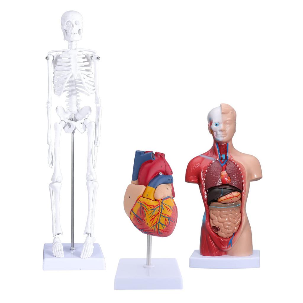 Human Body Model Kit 26CM Detachable Torso 45CM Skeleton Model Heart Anatomical Kit for Medical Teaching