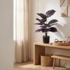Violet Indoor And Outdoor Plant Landscaping Decoration