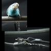 Parrot Bird Leash Outdoor Flying Harness Training Rope Anti Bite Easy Carry
