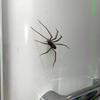 Realistic Magnetic Spiders Decoration Spiders Refrigerator Magnets Magnetic SpidersDecoration For Indoor and Outdoor Use