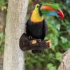 Modelo de Tucano Decoração de Jardim Pátio Externo Terraço Pendurar em Árvore Artesanato Brinquedos