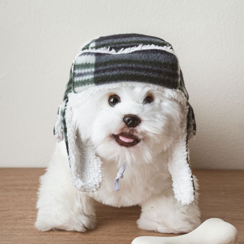 [Pet] Checkered Roasted Chestnut Hat Green