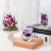 HFlora New Arrival Small Size Preserved Orchid in Glass Cloche-Valentine's Day & Graduation Home Decor Gift