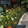 Escolcia (California Poppy) Landscape Single Mix Seeds, 100ml
