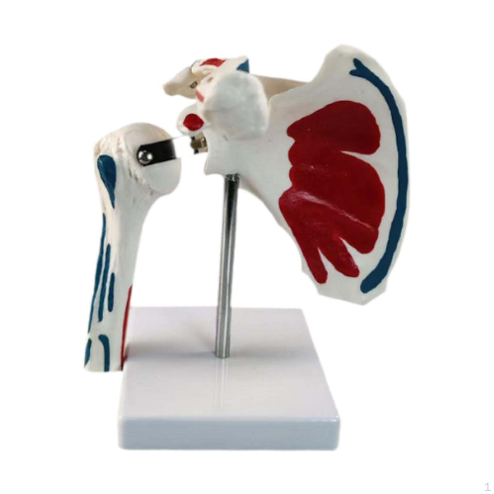 Human Shoulder Model,Teaching Supplies, Study Display,Ligament Joint Model for