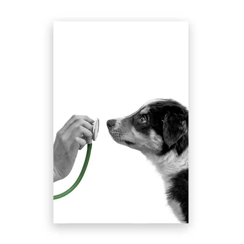 Pet Care Art Prints Black White Photography Posters Cat Dog Canvas Painting Animal Clinic Wall Pictures Veterinary Office Decor