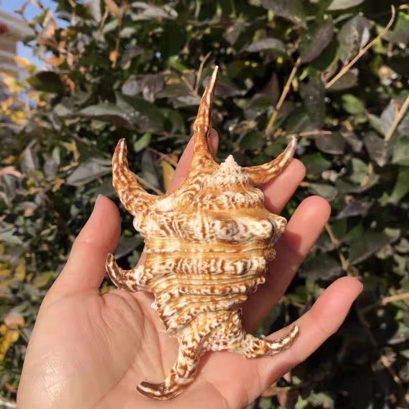 Natural Hexagonal Seashell Conch Collection: Uncolored Decorative Spider Conch Ornament