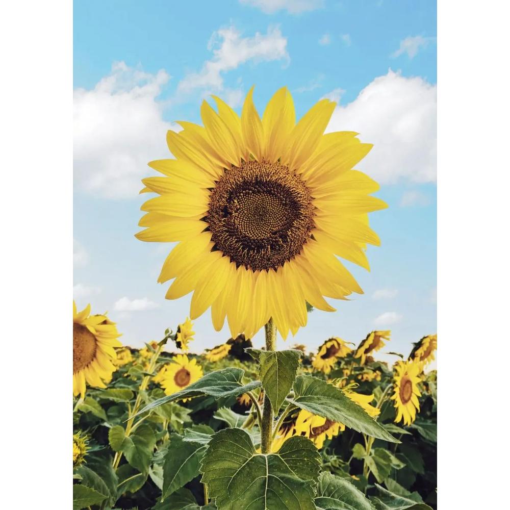 Tropical Plants Poster and Print Toucan Bird Flamingo Parrot Pineapple Canvas Painting Nordic Wall Art Picture Home Decor Cuadro