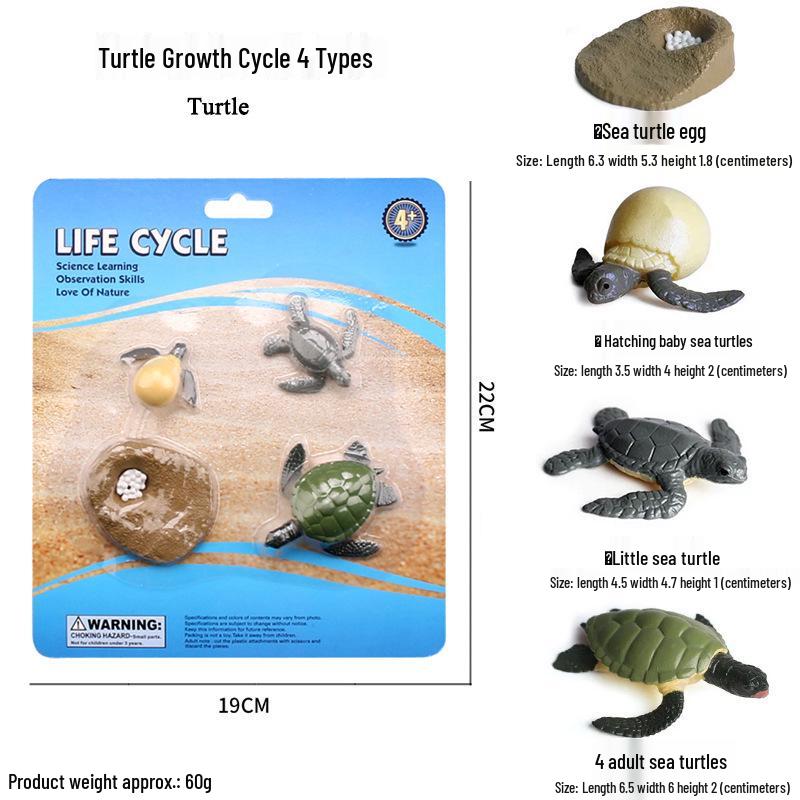 Frog Life Cycle Model Set: Tadpole to Frog Educational Toys for Kids