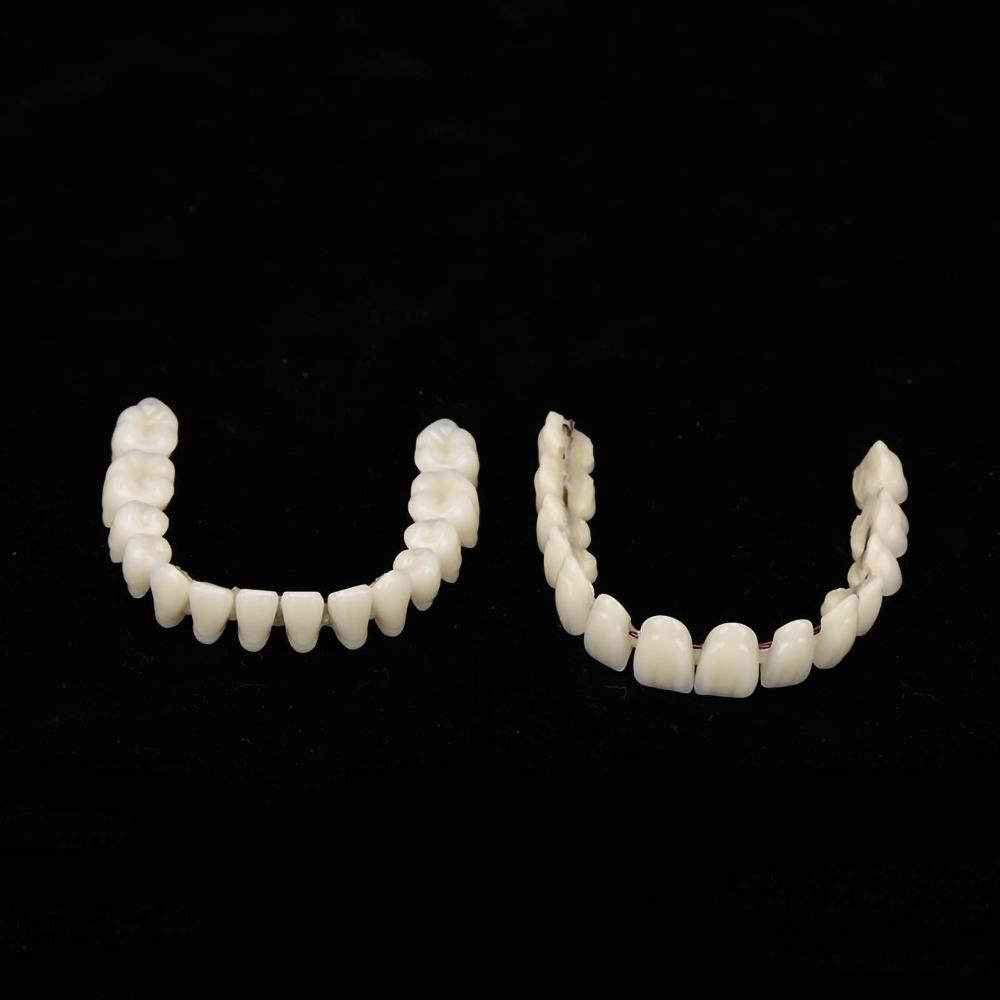 1Pair Removable Dental Teeth Teaching Model Resin Dental Training Model For Training Models