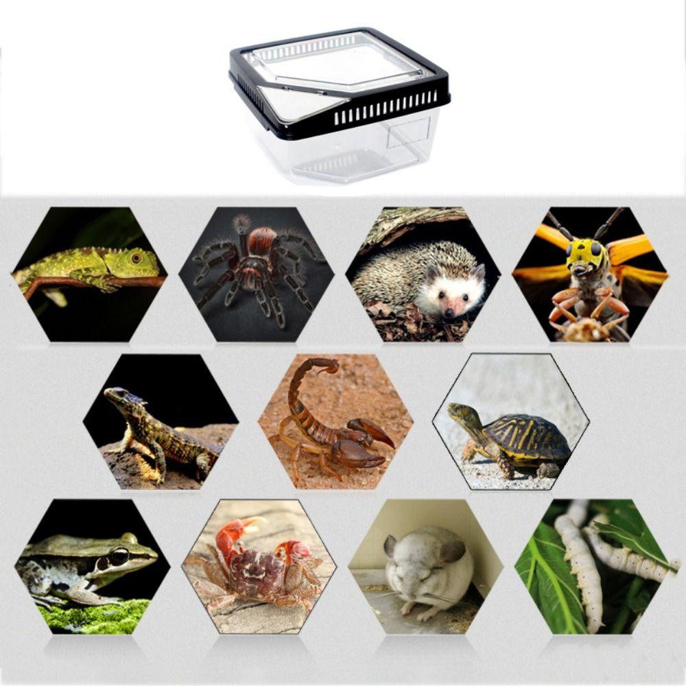 Flip Cover Type Reptile Carrier Box Plastic Lizard Grow Box  Tarantulas