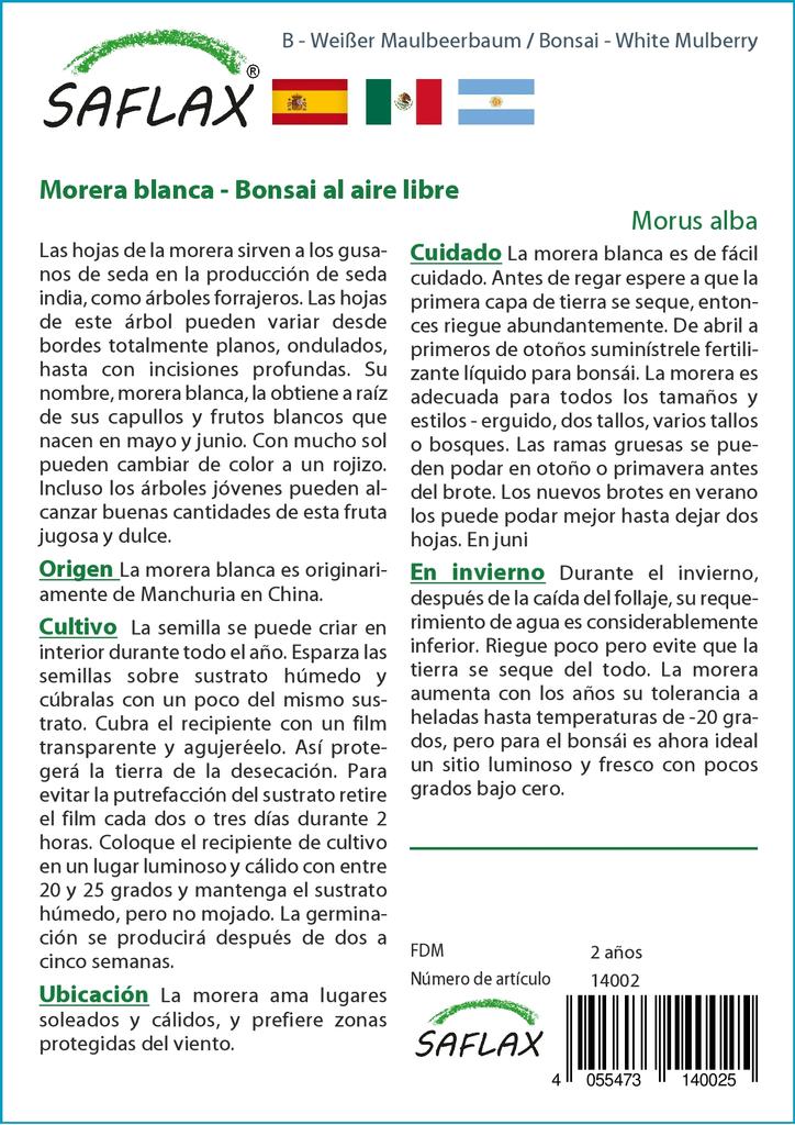 SAFLAX Bonsai - Moruše bílá - 200 semen - Se substrátem pro lepší pěstování - Morus alba